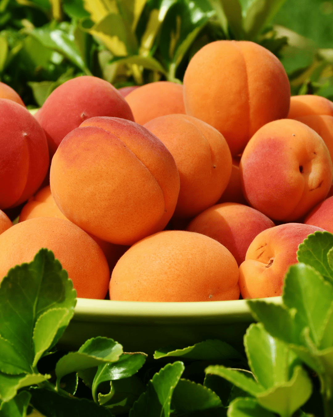 Apricots on a green platter surrounded by leaves. Part of a September beauty guide.