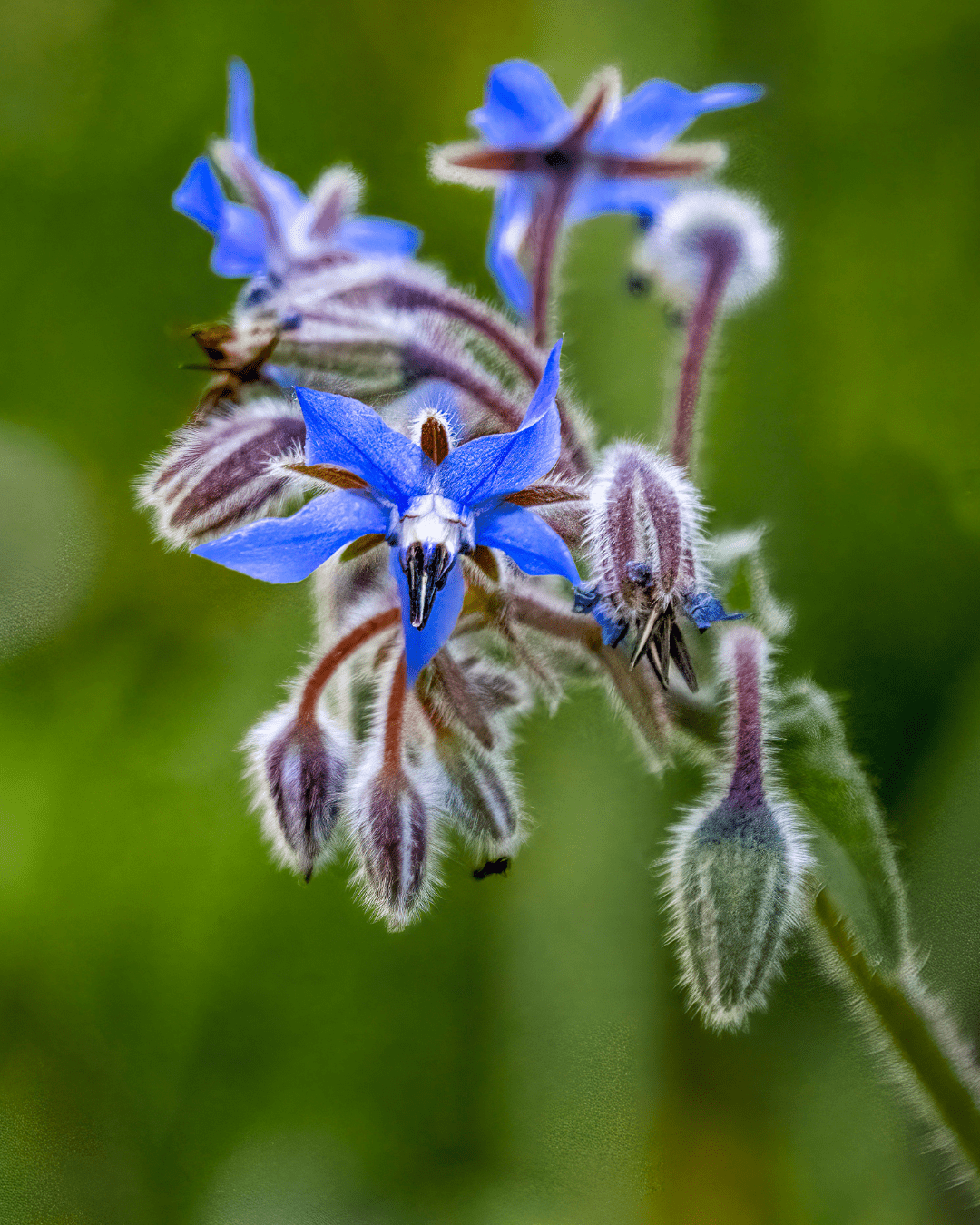 Borage flowers outside. Part of a September beauty guide.
