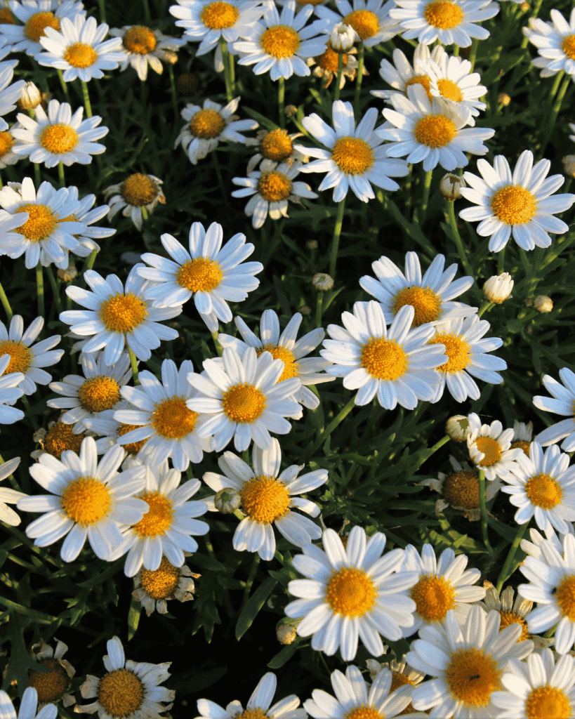 Chamomile flowers. Part of a September beauty guide.