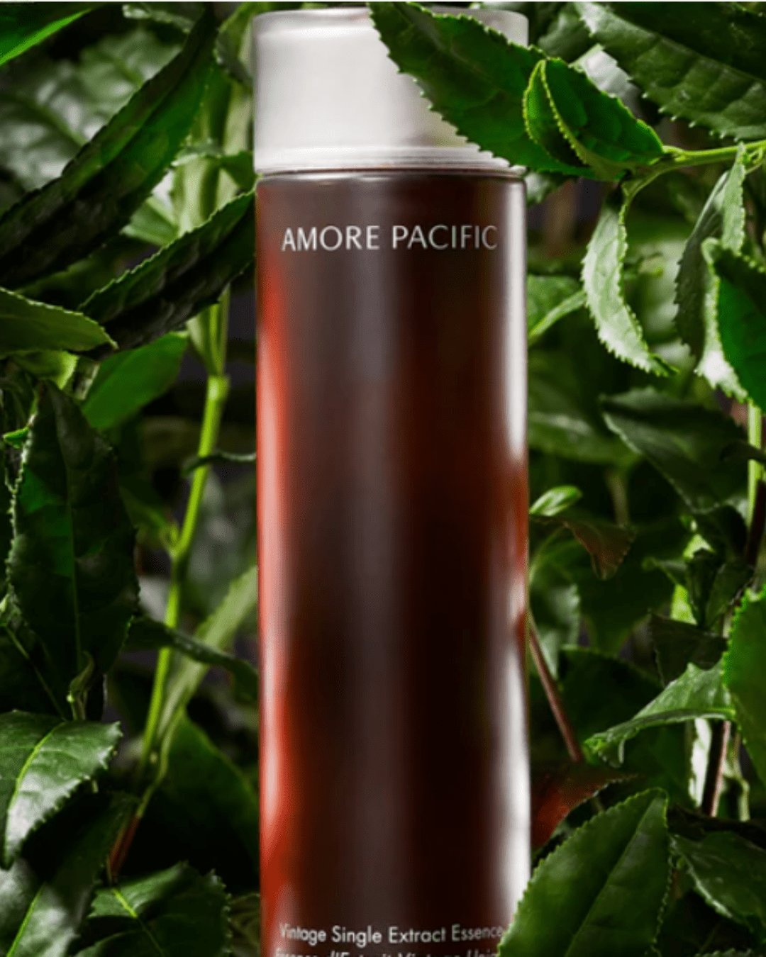 Amore Pacific Vintage Single Extract Essence - Green Tea Essence