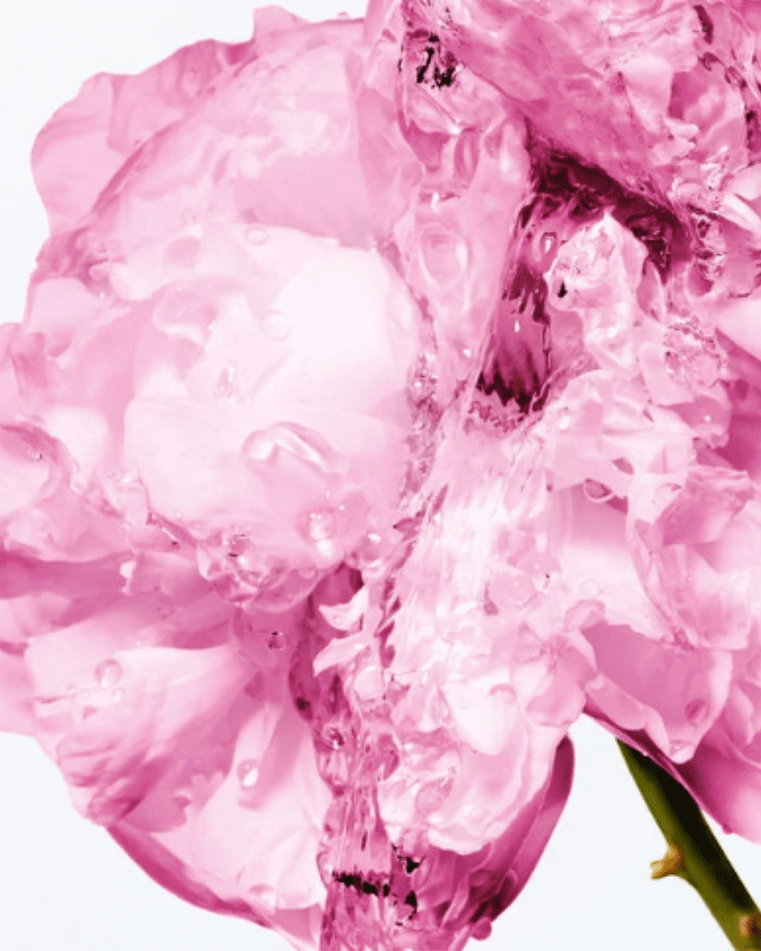Miss Dior Body Milk