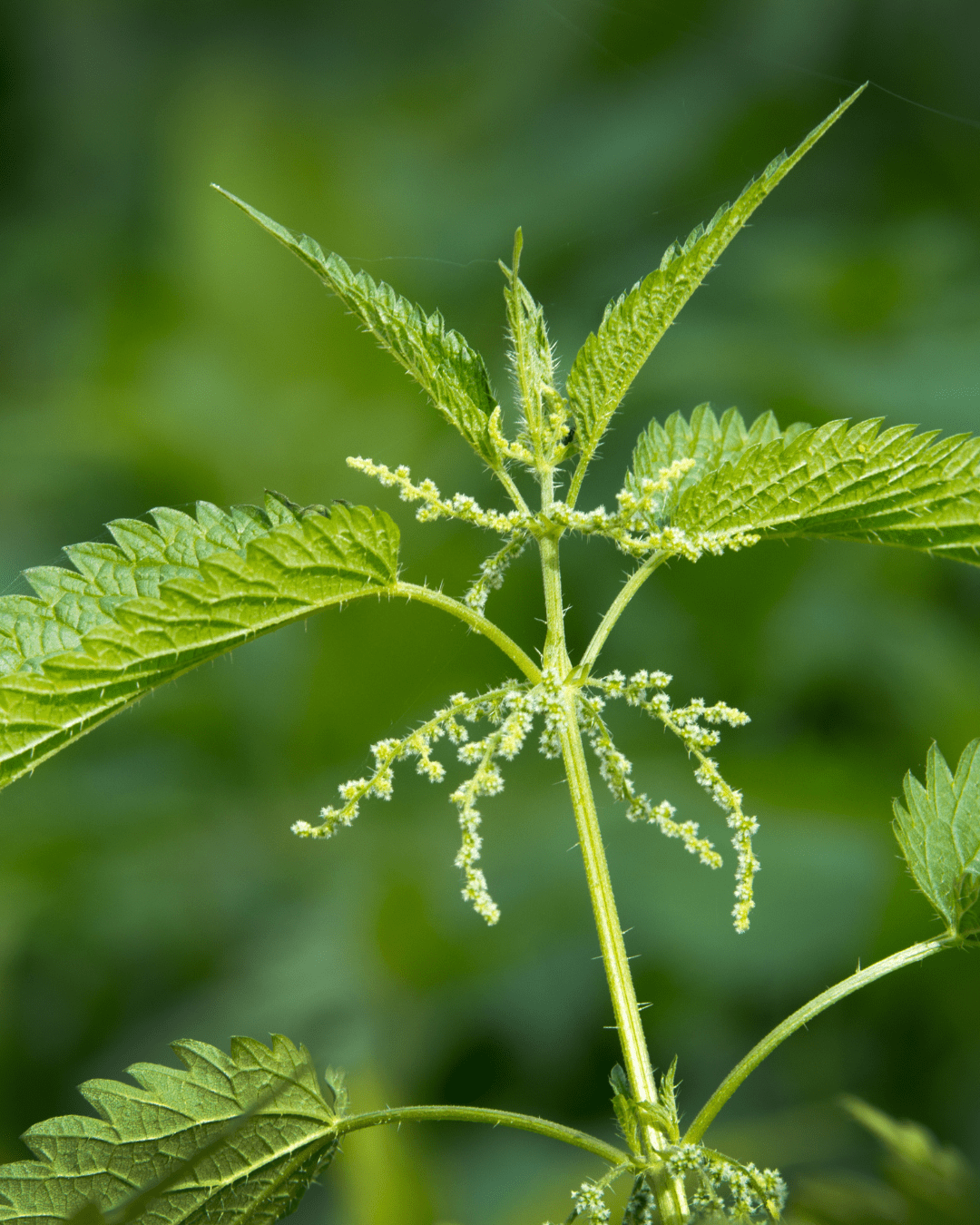 Nettle Extract, perfect for a grounding routine.