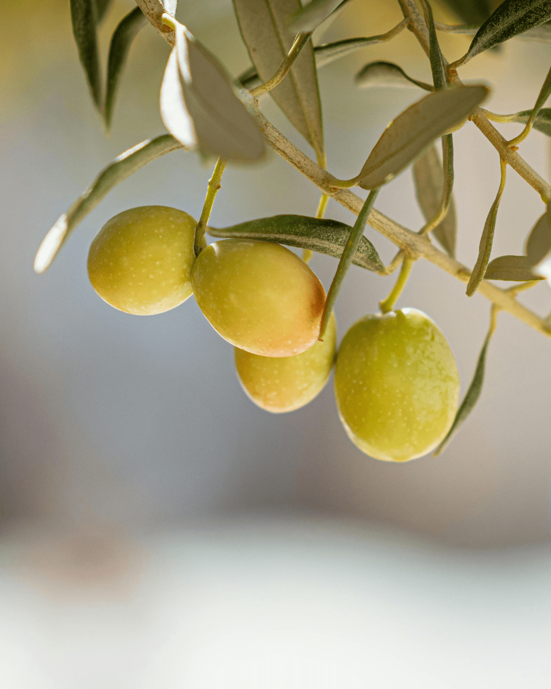Olive fruit oil in Red Flower conditioner to nourish the scalp and protect against oxidative stress. Part of the fall self-care & beauty guide.