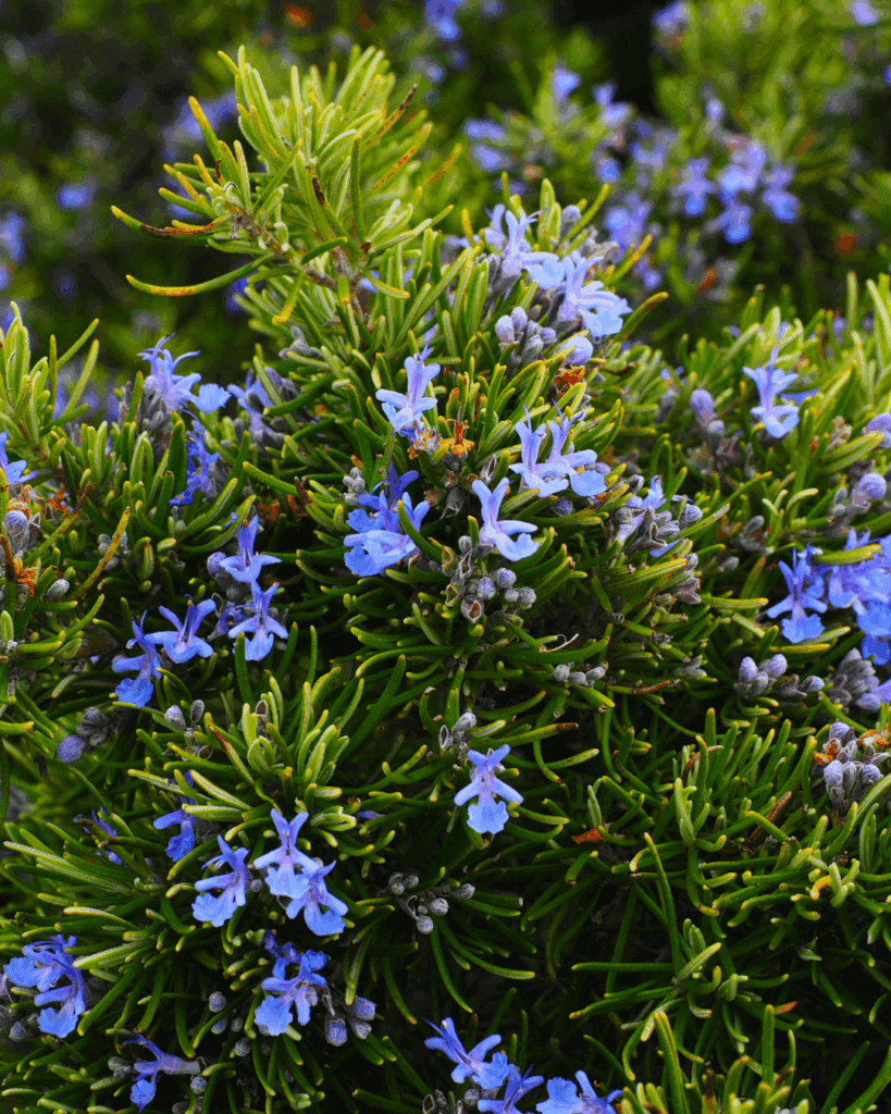 Rosemary flowers outside. Part of a September beauty guide.