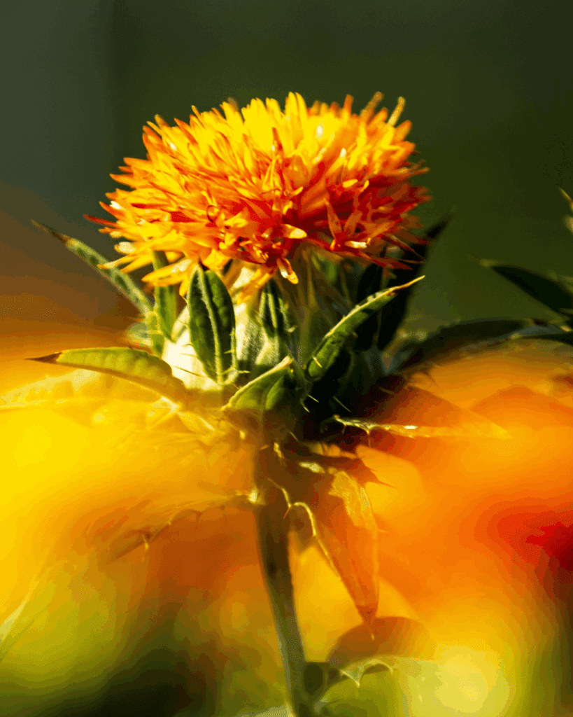 Safflower flower. Part of the fall self-care & beauty guide.