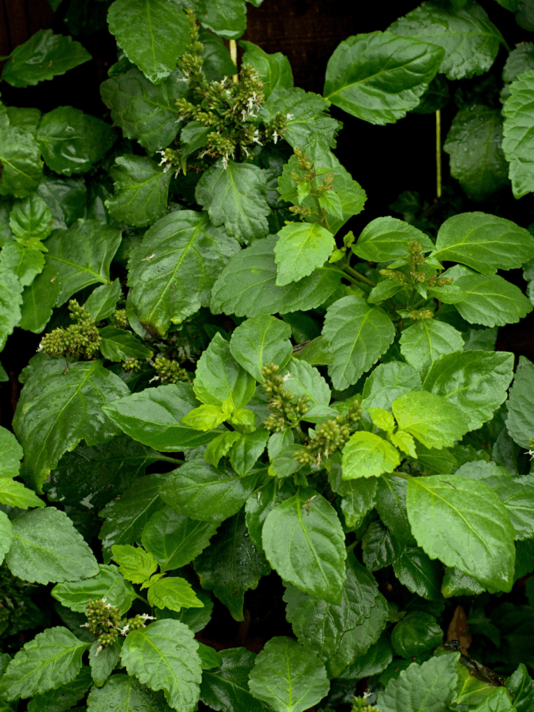 Patchouli plant growing in the wild with cluster of green leaves and natural outdoor foliage.