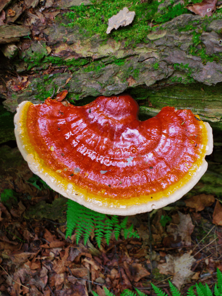 Reishi mushroom growing out of a moss-covered log in a forest setting, surrounded by brown leaves, natural foliage, and green ferns. The mushroom shows red, orange, yellow, and white colored bands.