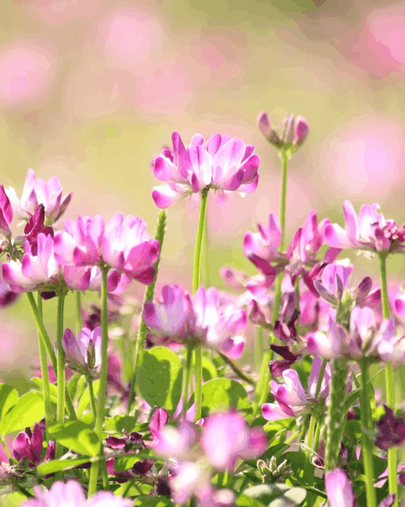Field of astragalus flowers with soft blurred background, showcasing this herbal plant used in holistic wellness.