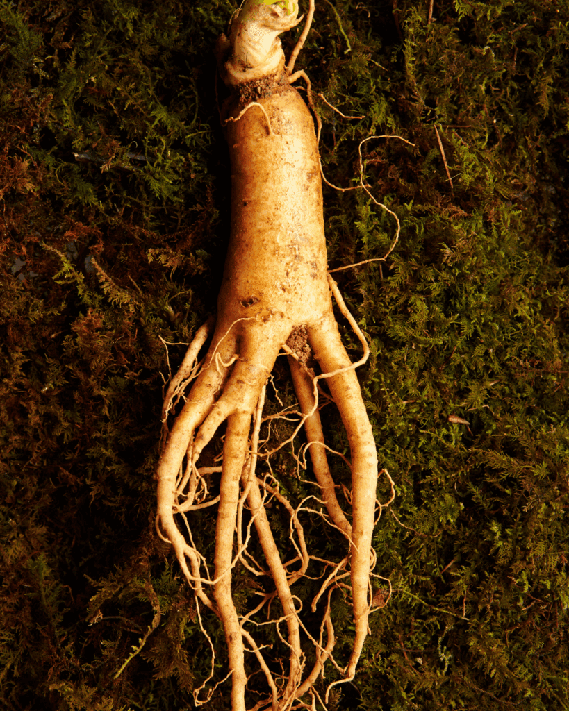 A ginseng root resting in soil, emphasizing natural, nutrient-rich elements for holistic skin wellness.