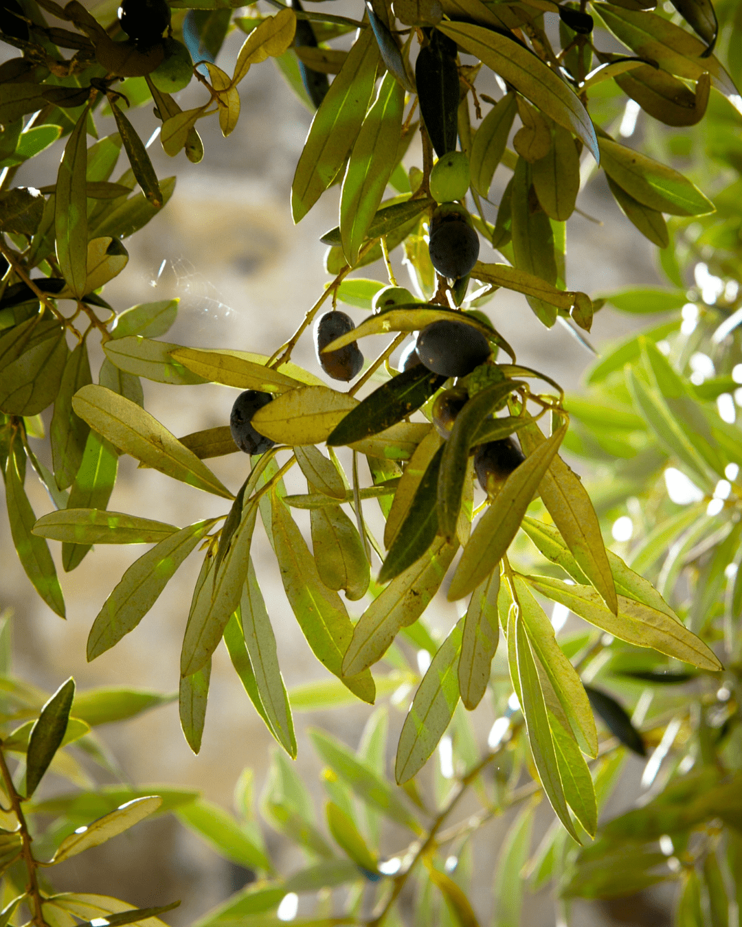 Olive leaves and ripe black olives on a tree branch, photographed with a focused foreground and blurred background for a natural, holistic ingredient theme.