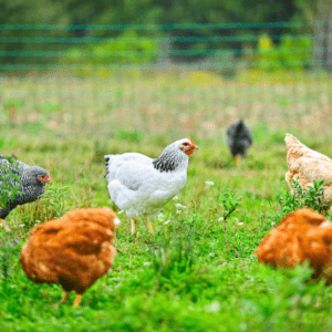 Chickens outside