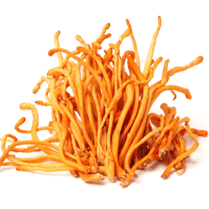 Cordyceps Mushrooms