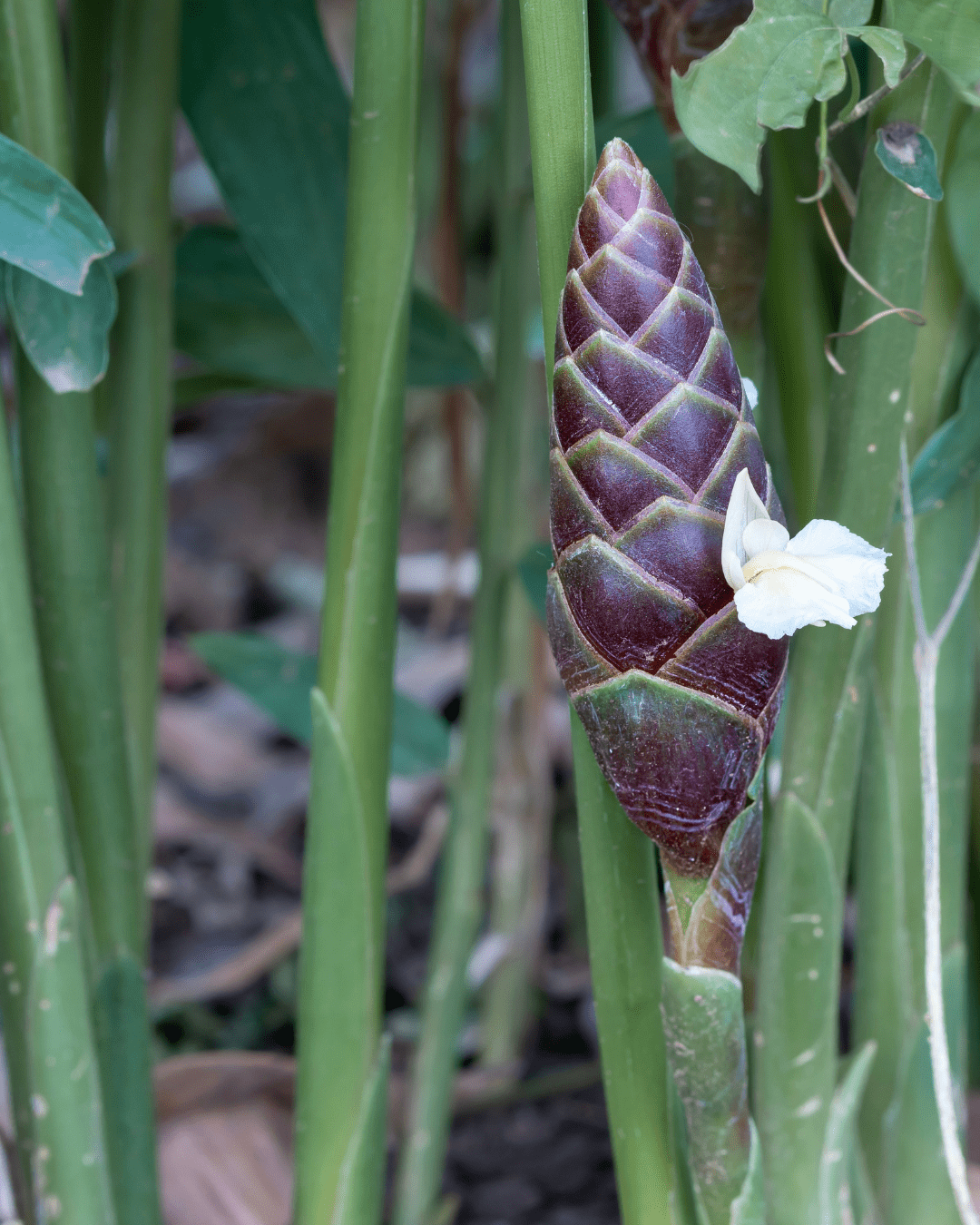 Zingiber Cassumunar Root Extract plant with a blooming white flower, growing outdoors in its natural environment, key ingredient in PRAI Beauty decolletage cream.