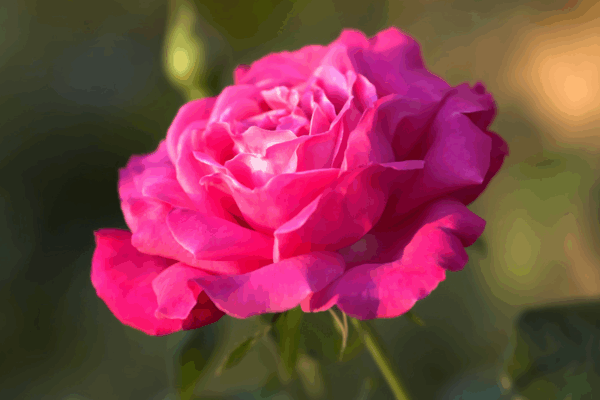 Fresh Beauty: Rose Morning Routine