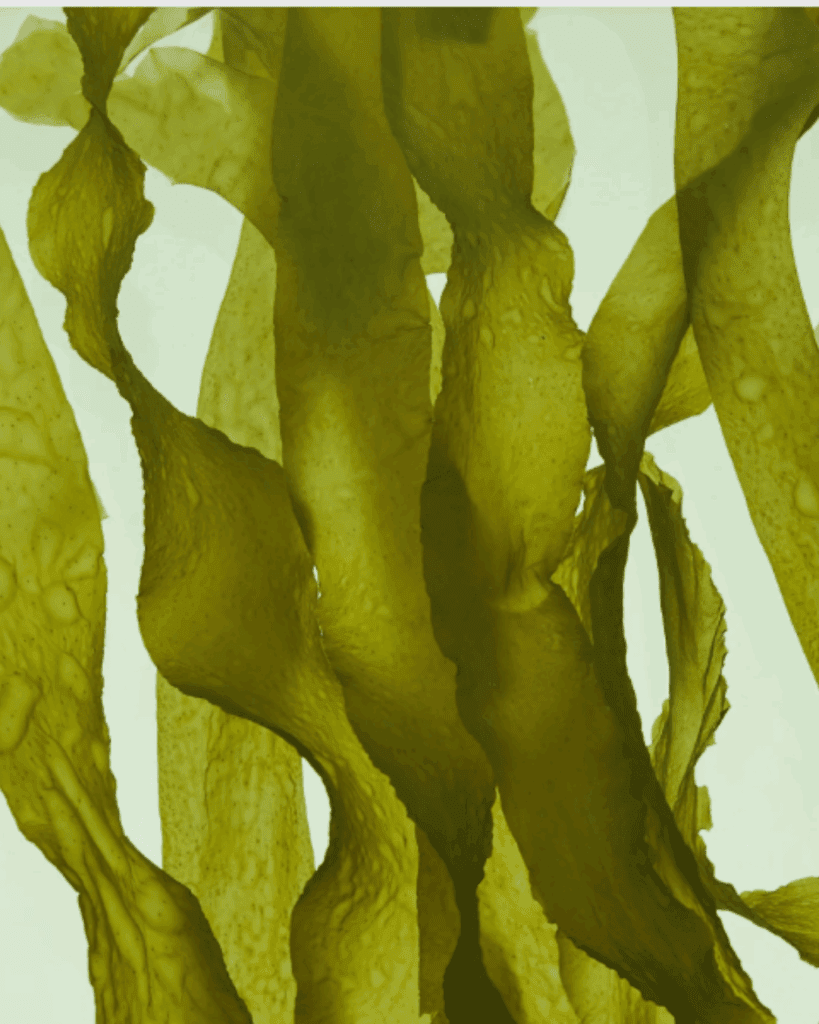 Seaweed close-up representing alguronic acid, a key ingredient in the Algenist Liquid Skin Resurfacing 2% BHA Toner.