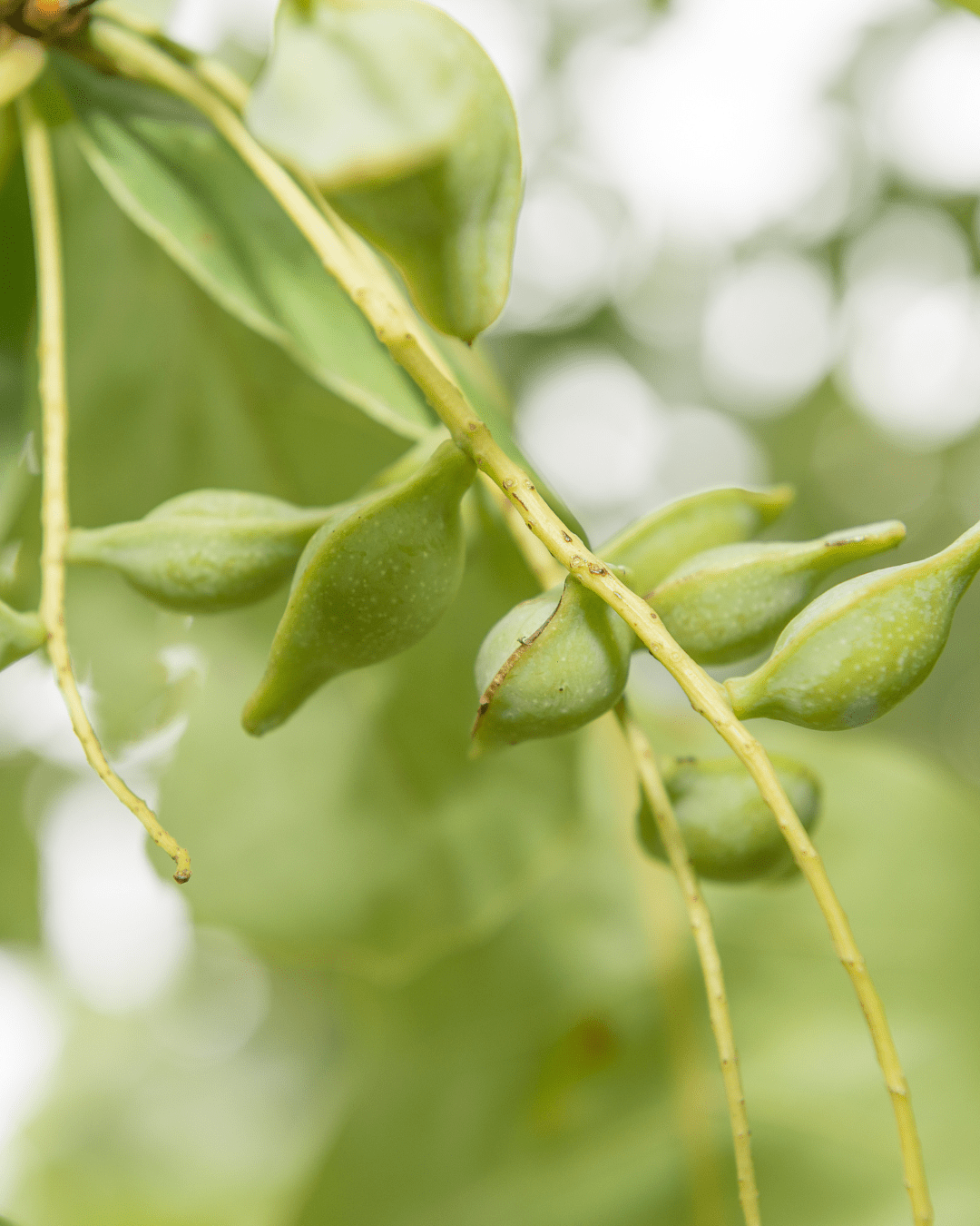 Australian Kakadu Plum on a branch outside. Part of the fall self-care & beauty guide.