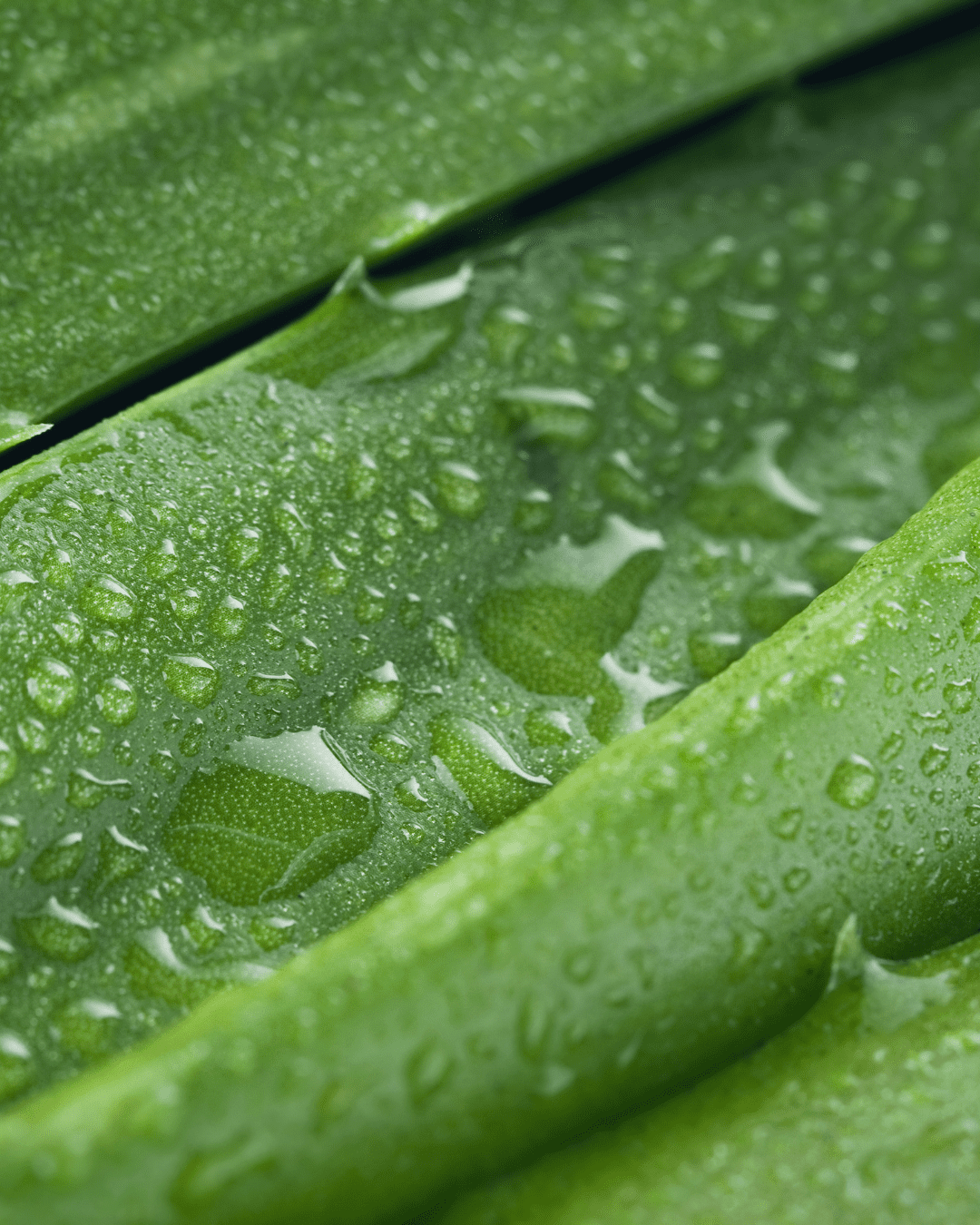 Aloe vera extract in Red Flower lotion to soothe and hydrate skin. An ingredient that can be found in Ayurvedic skincare.