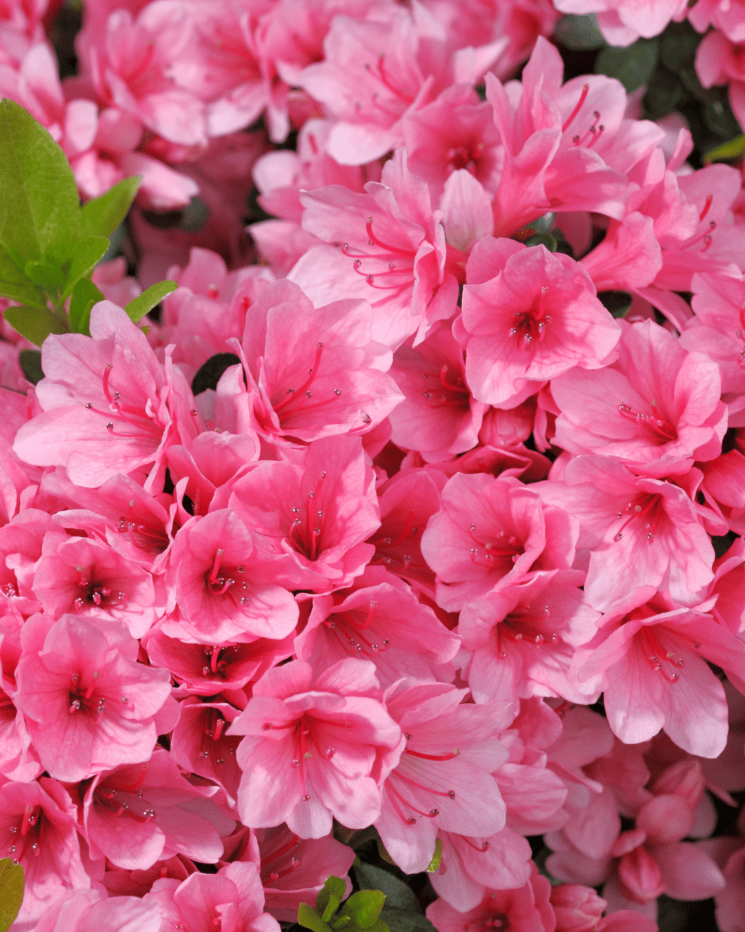 Azaleas