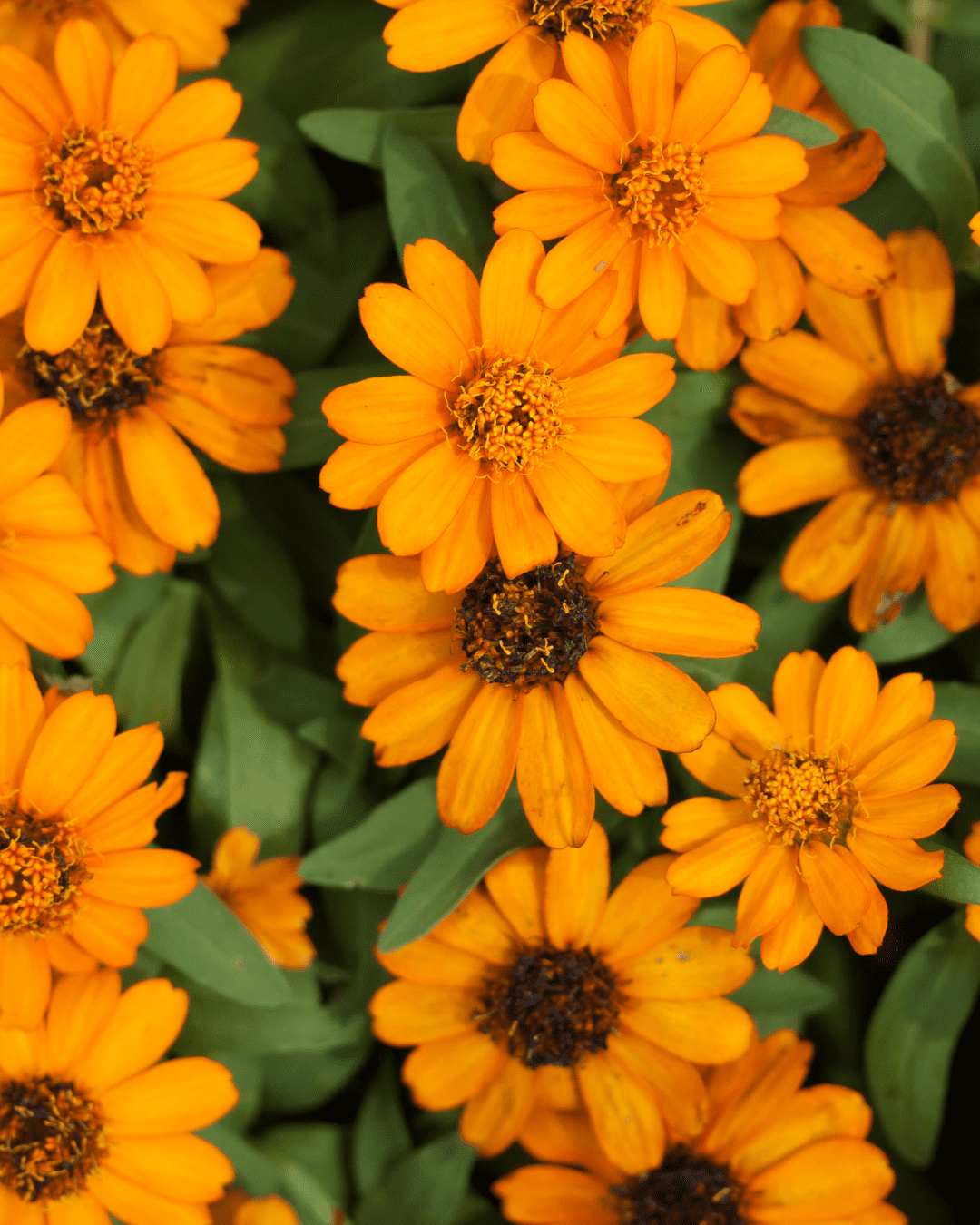 Calendula Flower in this fall self-care guide.