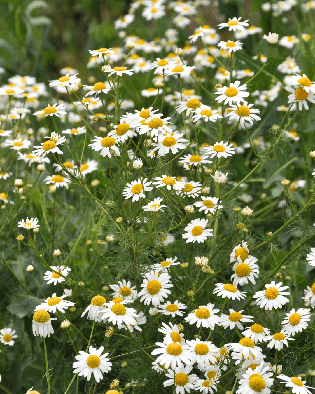 Close-up if Chamomile flowers in a field, highlighting their delicate white petals and yellow centers, ingredient in PRAI Beauty product. Part of the fall self-care & beauty guide and in this fall self-care guide.