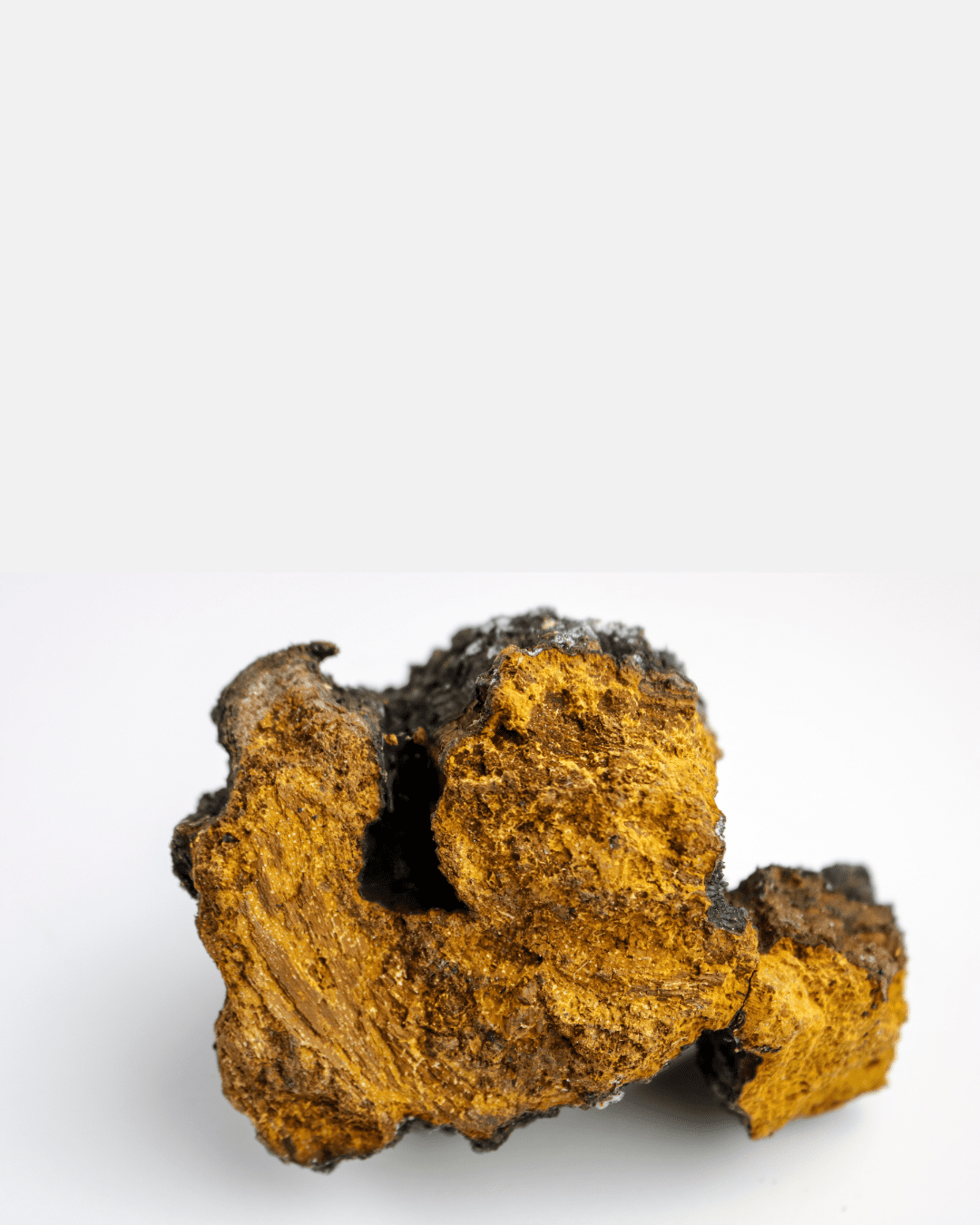Chaga mushroom extract in Red Flower formulations for antioxidant support and skin renewal.