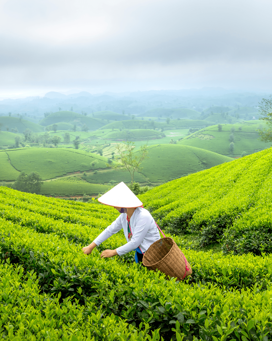 Green tea extract in Red Flower body wash for antioxidant-rich skin protection and in this fall self-care guide.