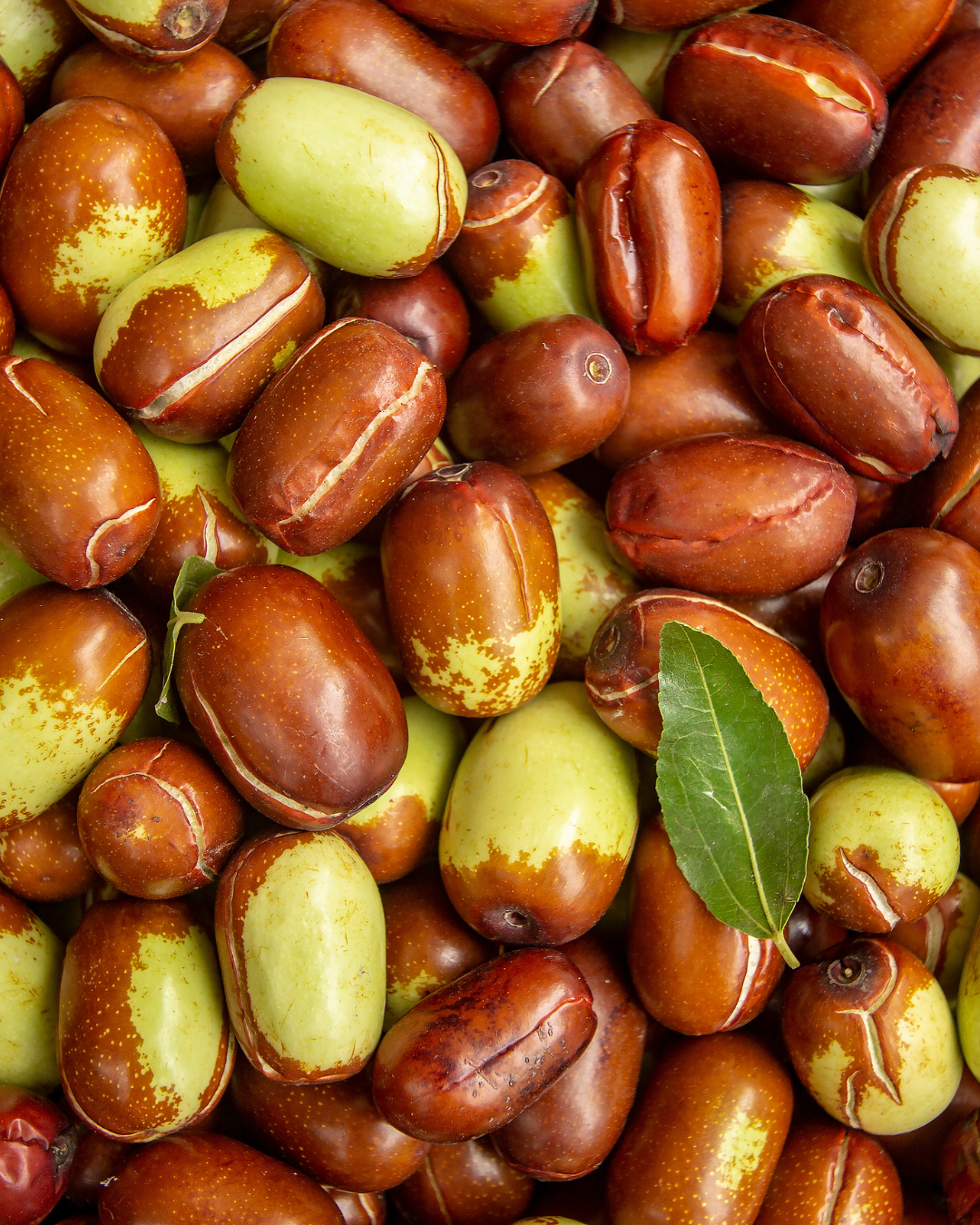 Jojoba Seeds