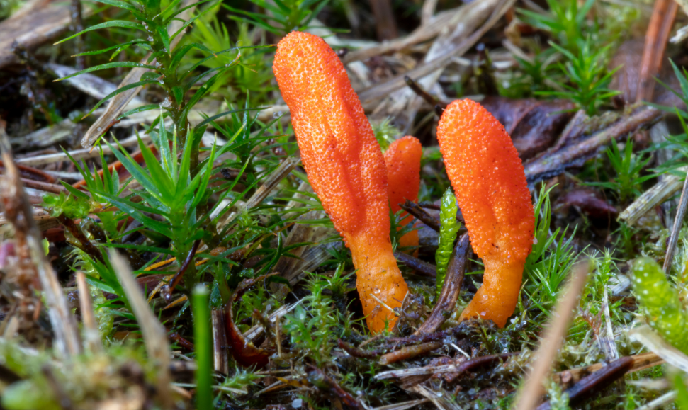 Cordyceps Mushrooms
