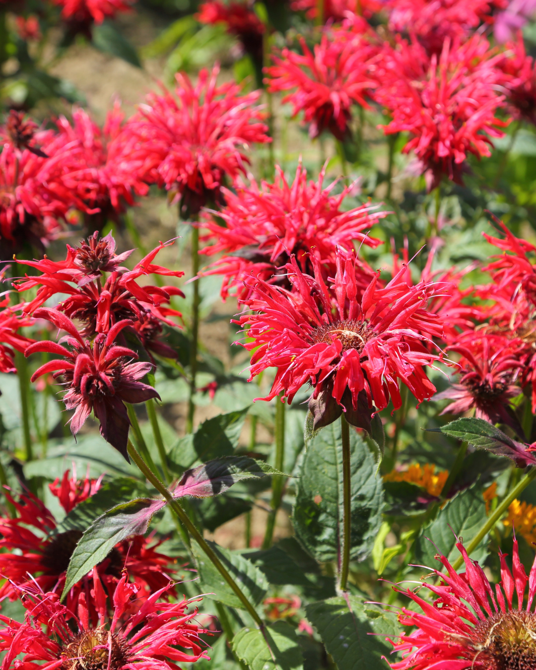 Monarda Flowers outside in a garden. Part of the fall self-care & beauty guide.