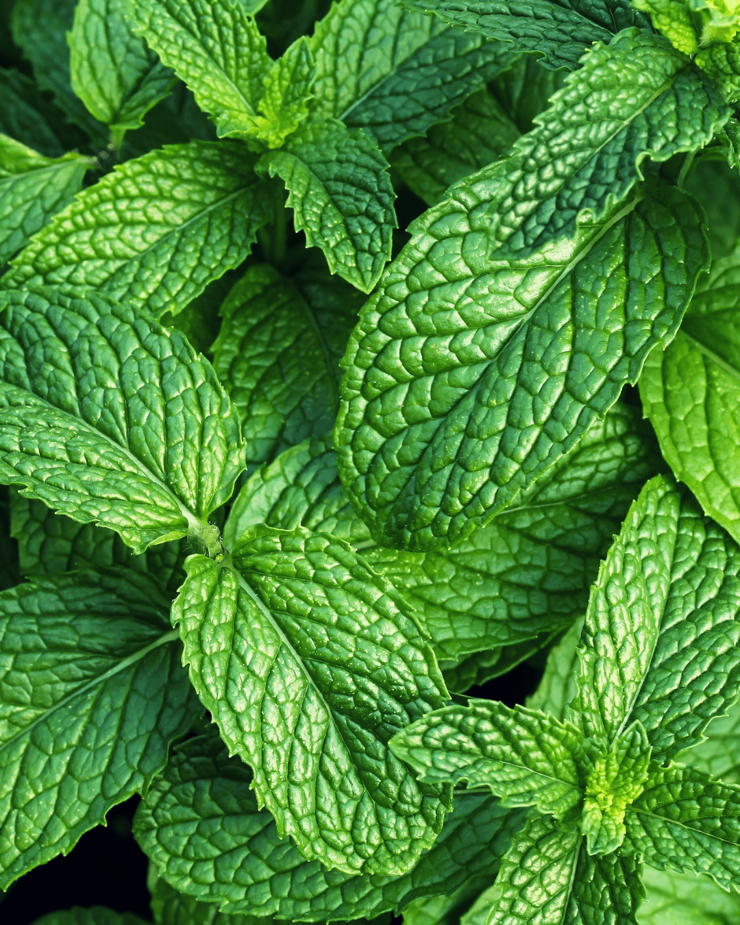 A bunch of mint. Part of the fall self-care & beauty guide.