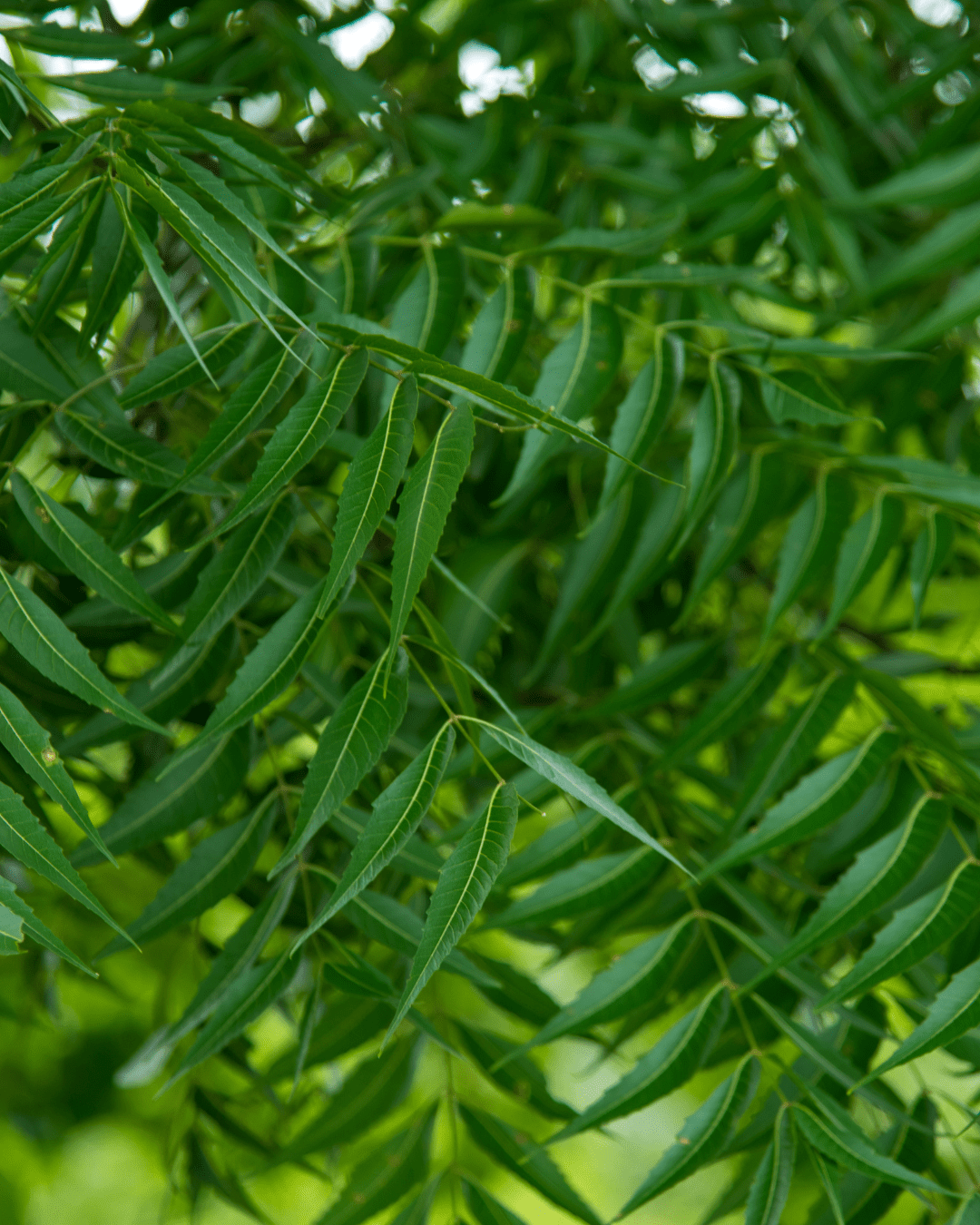 A neem plant. An ingredient that can be found in Ayurvedic skincare.