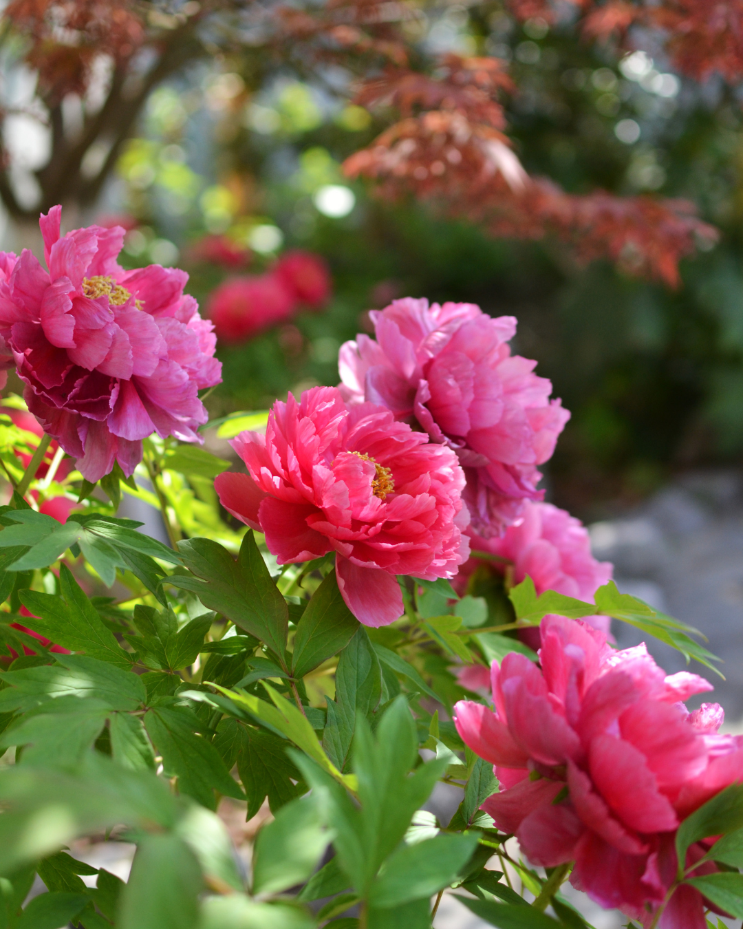 Peony flower used in Florasis lipstick formula