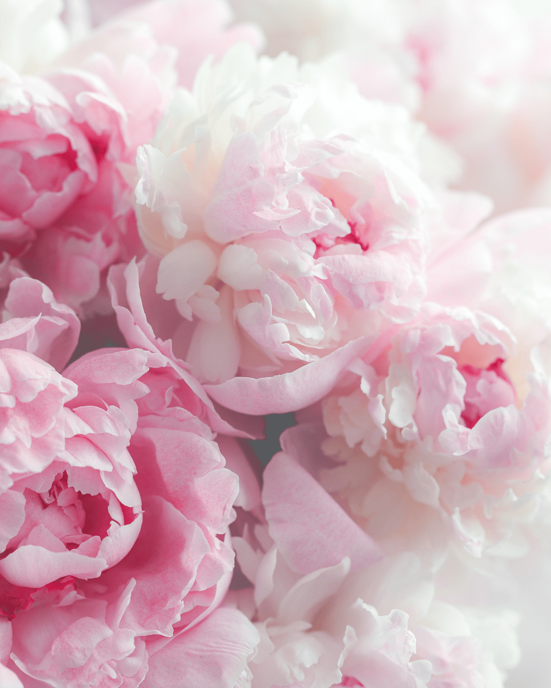 A bunch pink and white peony flowers. An ingredient that can be found in Ayurvedic skincare.