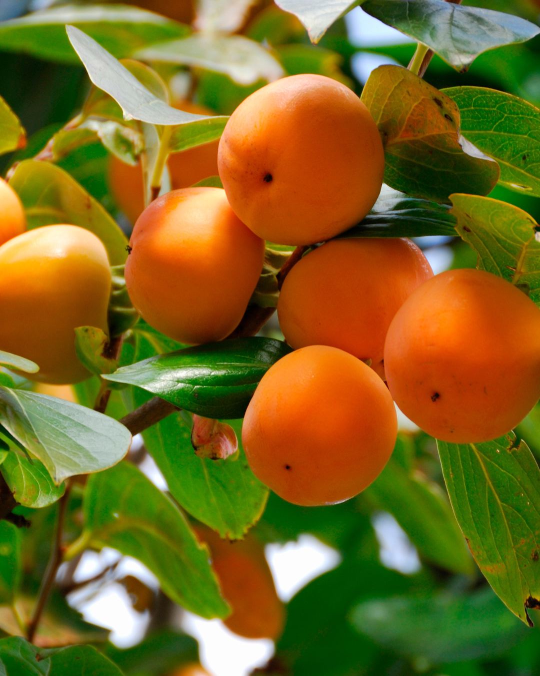 Persimmons in a tree outside. Part of the fall self-care & beauty guide.