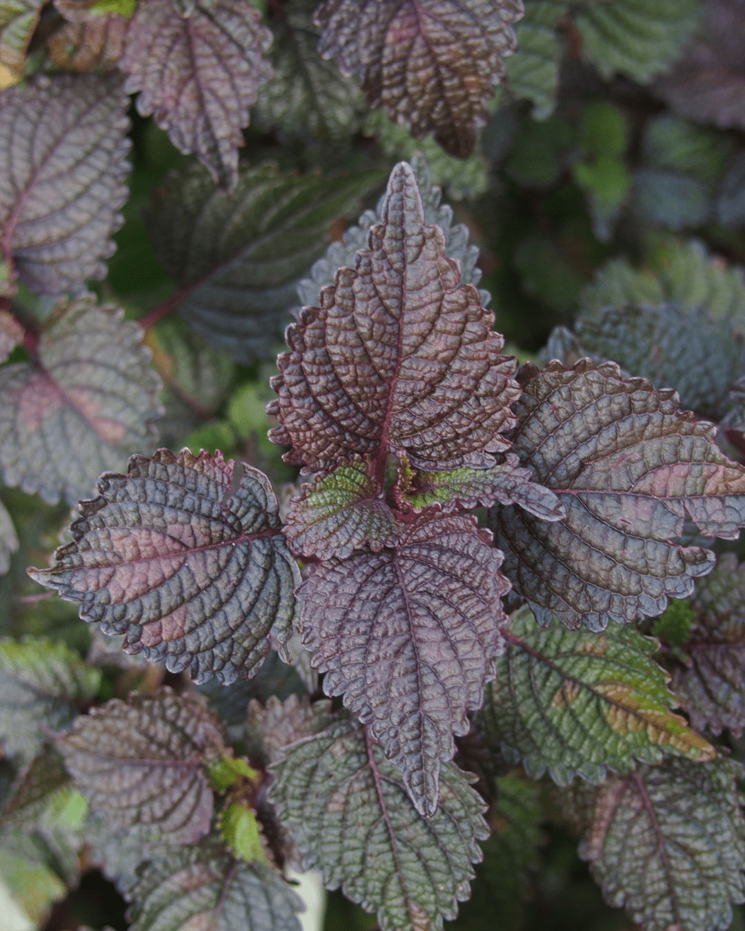 Perilla Leaf plant. Part of the fall self-care & beauty guide.