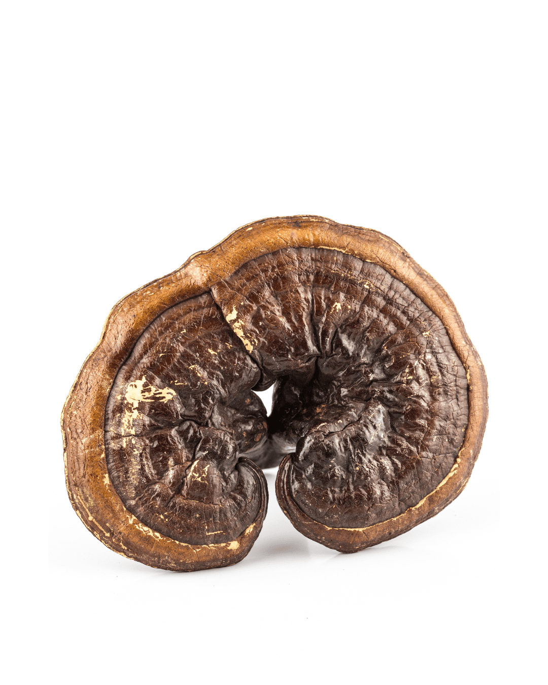 Reishi mushroom in Red Flower products to calm inflammation and promote cellular regeneration.