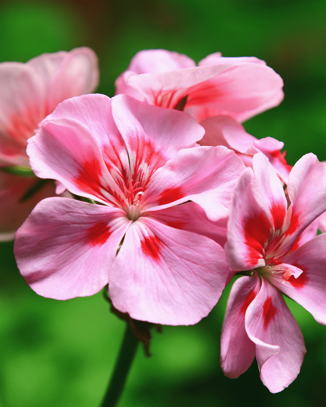 Rose Geranium in the wild in this fall self-care guide.