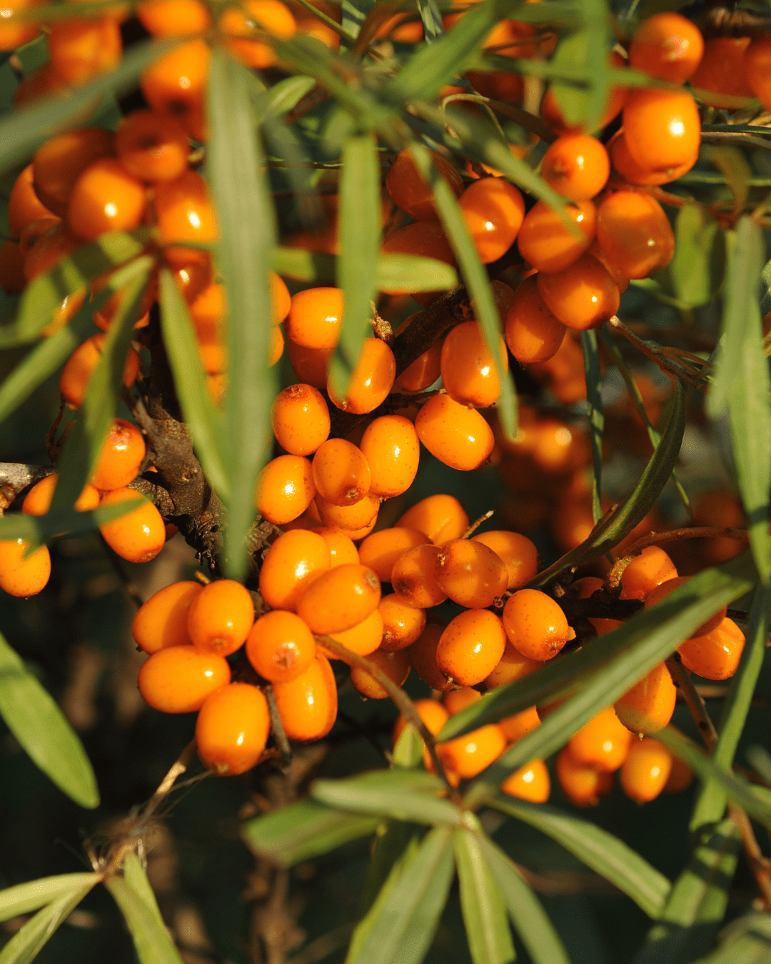 Sea Buckthorn growing in the wild with clusters of oranges berries and long, narrow green leaves. Part of the fall self-care & beauty guide.