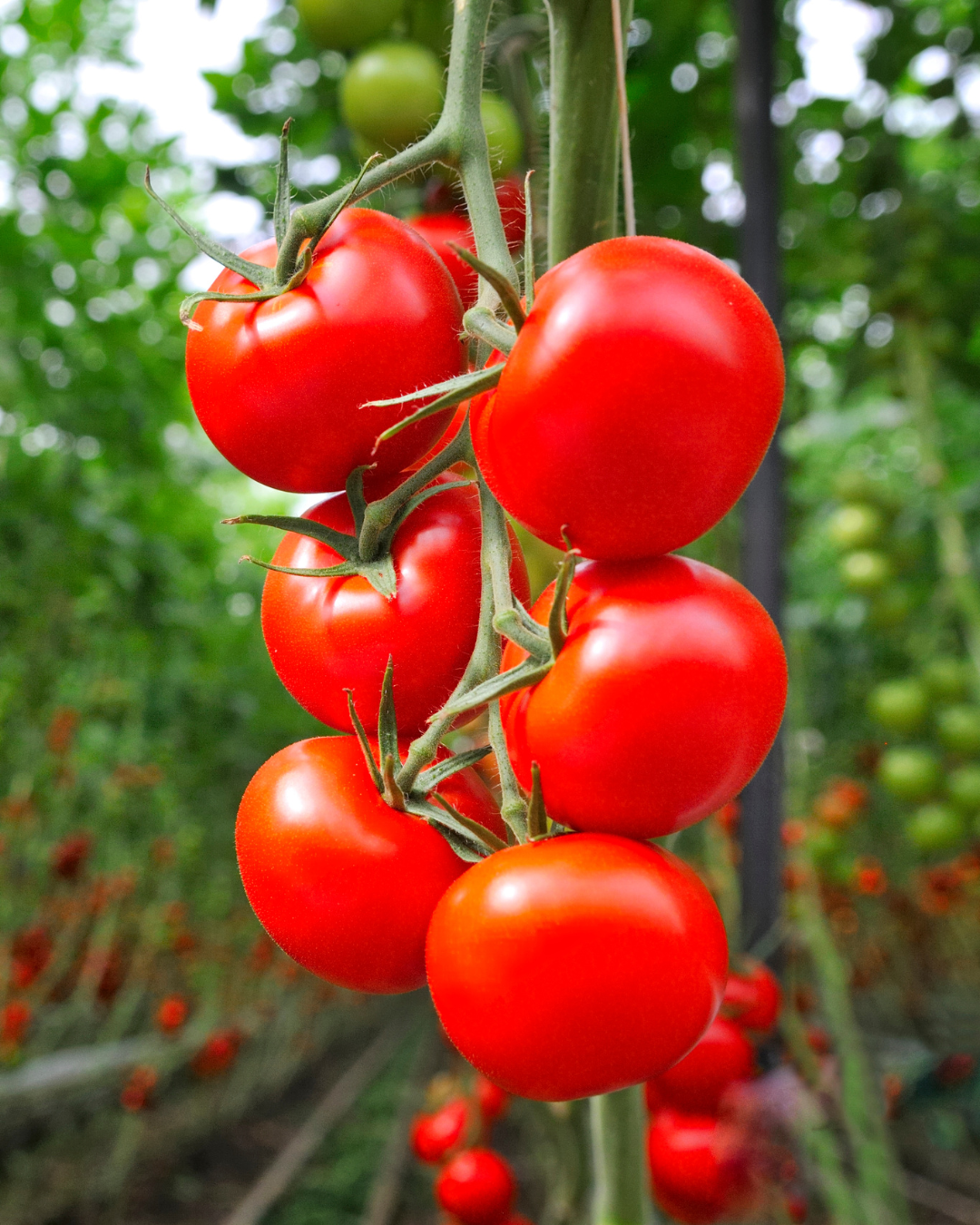 Red Tomatoes on the vine