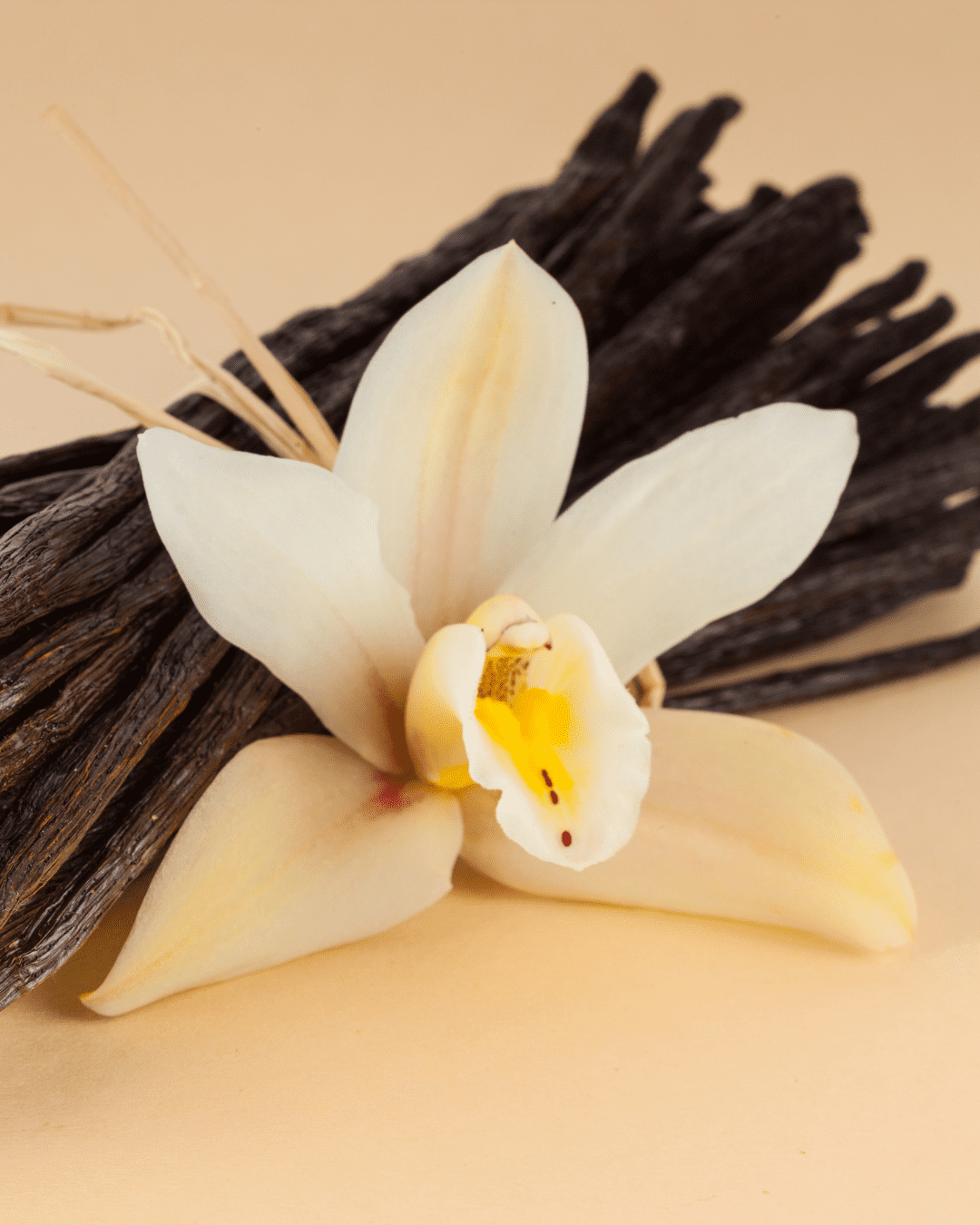 Vanilla sticks and a white vanilla flower.
