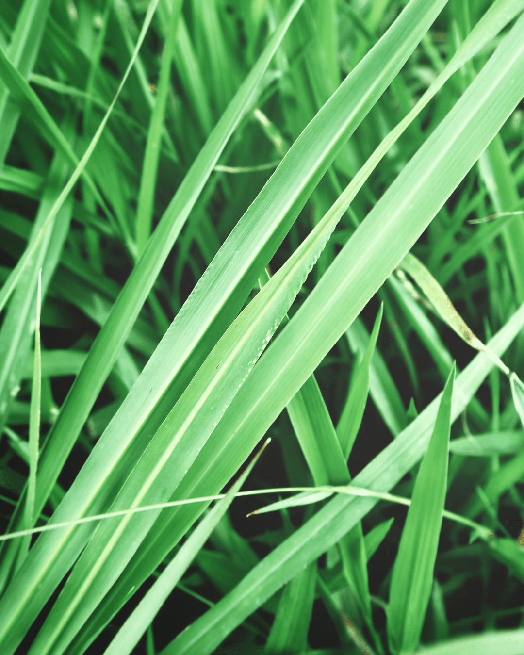 Vetiver Leaves outside in the ground. Part of the fall self-care & beauty guide.