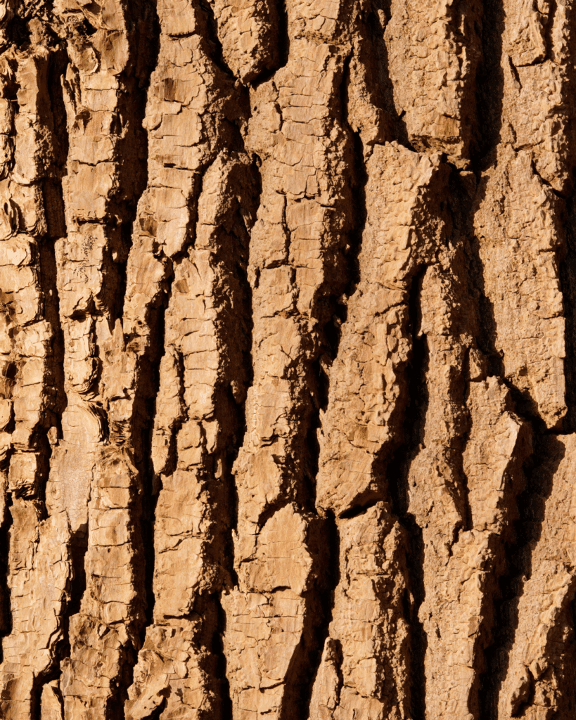 Close-up of willow bark, one of the natural ingredients in the FarmHouse Fresh Illumination Fruit Professional Strength Peel, showcasing how fruit and botanical extracts work together for effective skincare.