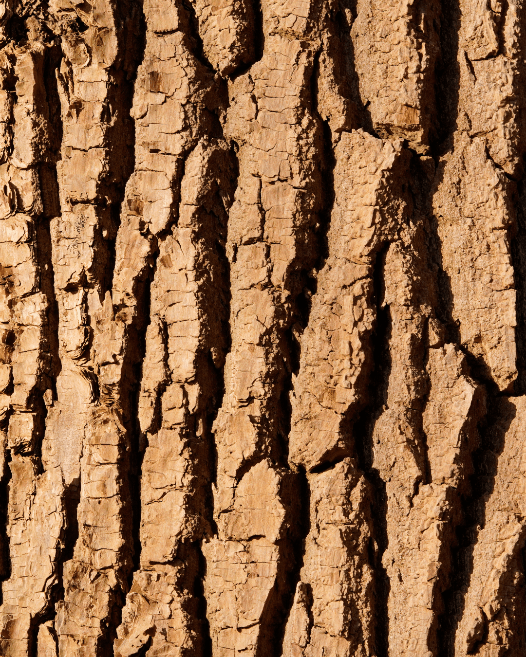 Close-up of willow bark, one of the natural ingredients in the FarmHouse Fresh Illumination Fruit Professional Strength Peel, showcasing how fruit and botanical extracts work together for effective skincare.