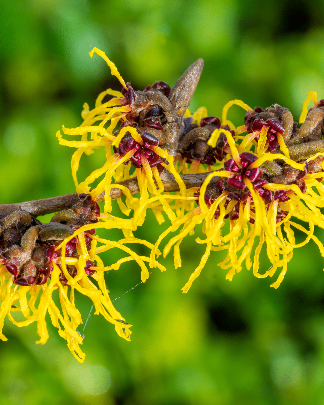 Witch Hazel. An ingredient that can be found in Ayurvedic skincare.