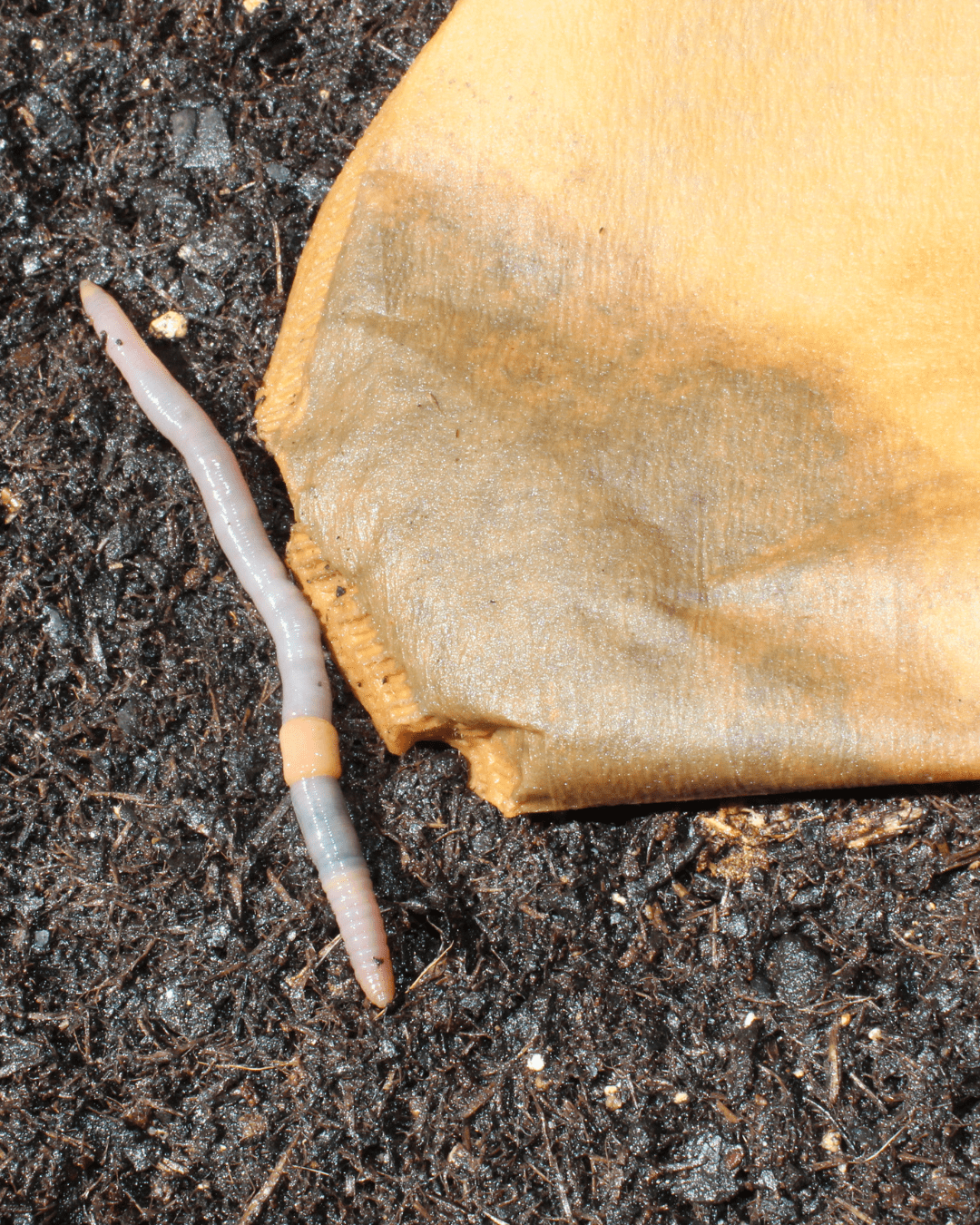 Coffee Filter for compost attracts earth worms