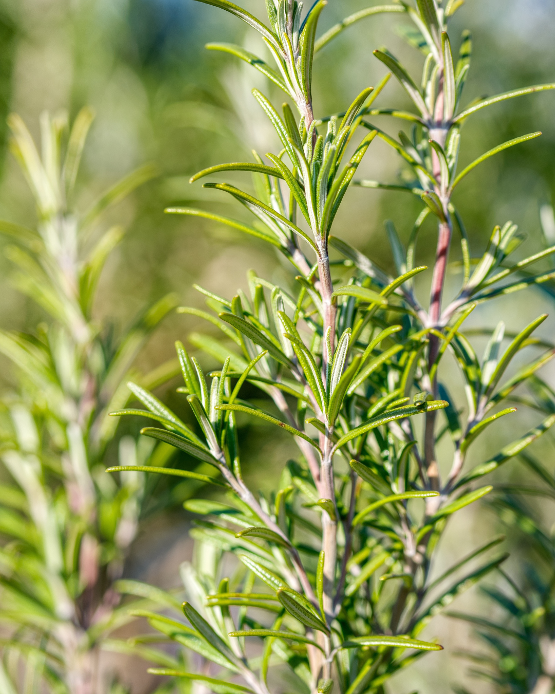 Tea Tree & Willow Clarifying Astringent