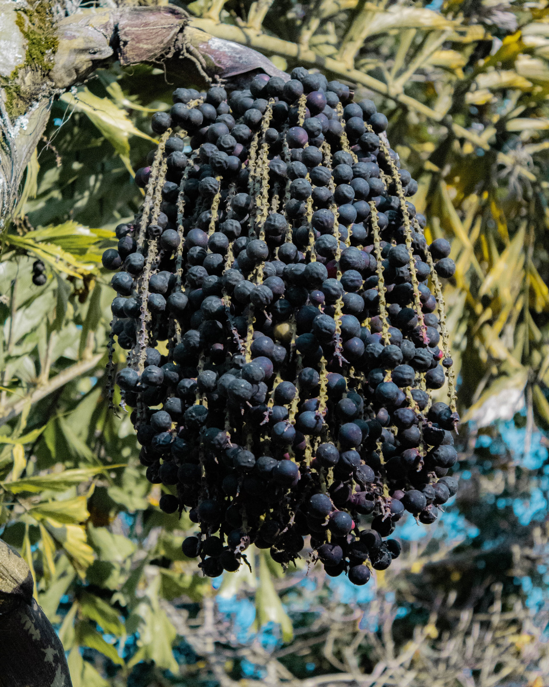 Acai Pulp Facial Scrub
