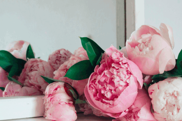 P.F. Candle Co: Sandlewood Rose Room & Linen Spray