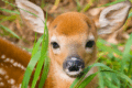 How to do "Doe Eye" Eye Makeup
