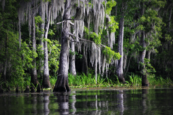 Bea's Bayou Skincare